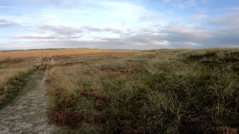 Dune landscape with marram grass, pan, Thy National Park Stock Footage 118246198