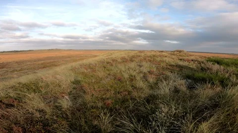 Dune landscape with marram grass, pan, Thy National Park Stock Footage 118246306
