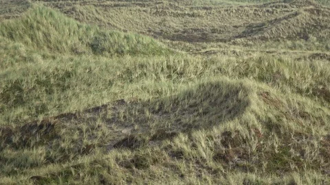 Dune landscape with marram grass, Thy National Park Stock Footage 118463232
