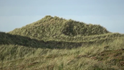 Dune landscape with marram grass, Thy National Park Stock Footage 118463340