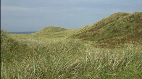 Dune landscape with marram grass, Thy National Park Stock Footage 118463435