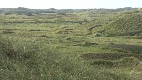 Dune landscape with marram grass, Thy National Park Stock Footage 118463637