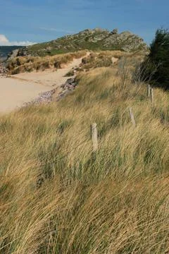 Dune with marram grass Stock Photos