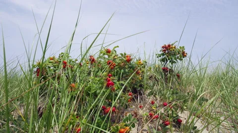 Dune plants on Cape Cod 1 Video stock 40669034
