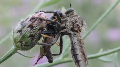 Dune Robberfly, Philonicus albiceps Video stock 12050126