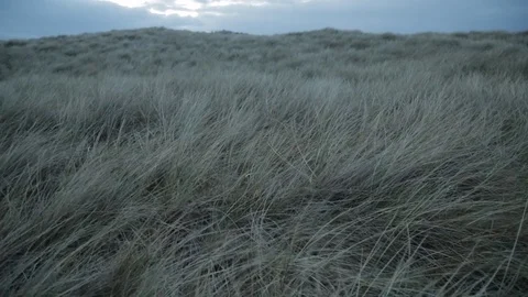 Dune sea grass moving in the wind Stock Footage 77064623