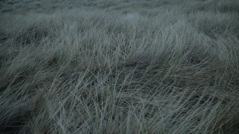 Dune sea grass moving in wind storm Stock Footage 77064625