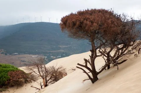 Dune steps on a tree against the backdrop of mountains with wind turbines 스톡 사진
