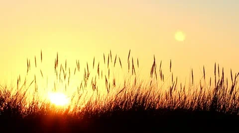 Dune sunset Stock Footage 11431005