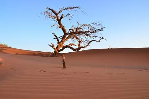 Dune with tree in sunset in dry pan of Sossusvlei Namib Naukluft National Park Stock Photos
