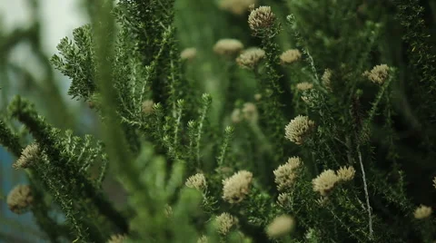 Dune vegetation Stock Footage 48339019