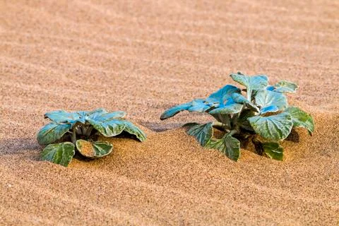 Dune Vegetation on Patterns and Textures of Beach Sand Stock Photos