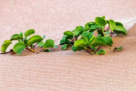 Dune Vegetation on Patterns and Textures of Beach Sand Stock Photos