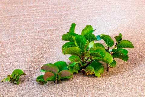 Dune Vegetation on Patterns and Textures of Beach Sand Stock Photos