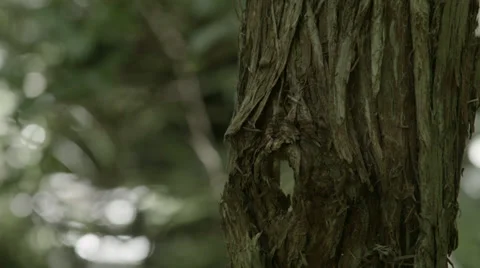 Dunedin focus pull tree with hole in to waterfall Video stock 35233429