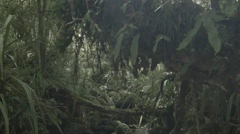 Dunedin jib through forrest to stream Video stock 35168168