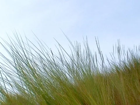 Dunes 2 Stock Footage 489823