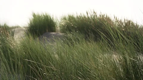 Dunes and grass at the beach. Video stock 42893439