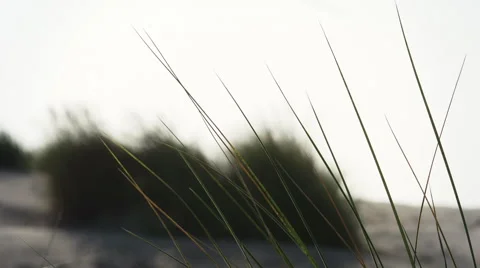 Dunes and grass. Video stock 42891769