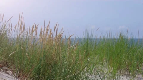 Dunes and Grass on Sandy Beach Stock Footage 68703072