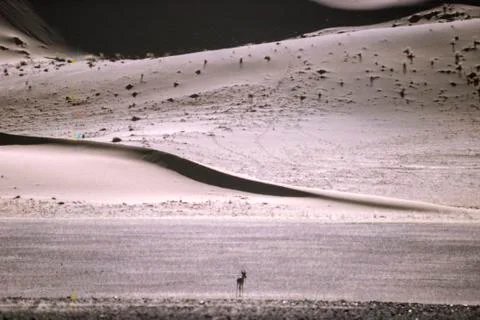 Dunes and Springbock Stock Photos