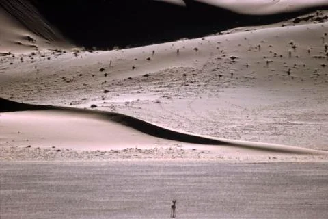 Dunes and Springbock Stock Photos