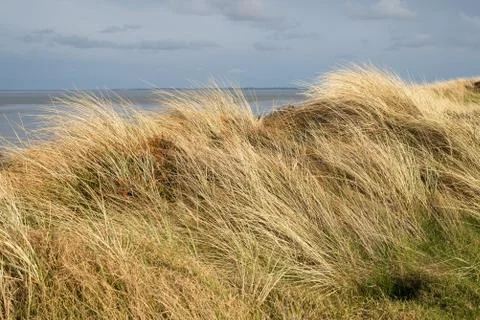 Dunes with beachgrass in spring Stock Photos