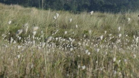 Dunes in Esmelle Stock Footage 164921430