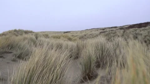Dunes field on a windy day Stock Footage 196943817