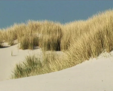 Dunes Stock Footage 88524