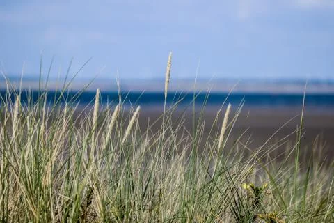 Dunes With Grass Sea and Horizon North Sea Stock Photos