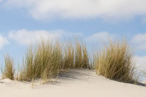 Dunes with marram grass Stock Photos
