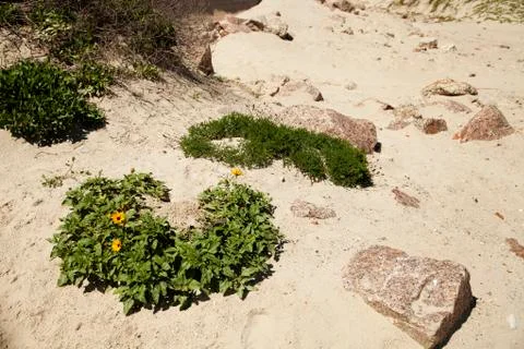 The Dunes Foto stock