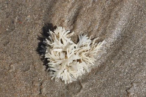 Dunes, shells and beach along the shore of the North Sea Stock Photos