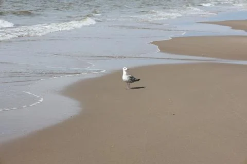 Dunes, shells and beach along the shore of the North Sea Stock Photos