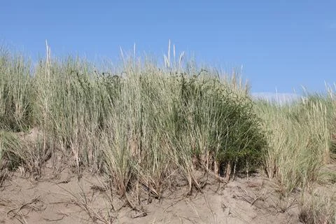 Dunes, shells and beach along the shore of the North Sea Stock Photos