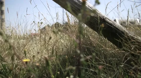 Dunes Slider Vidéo 53218969