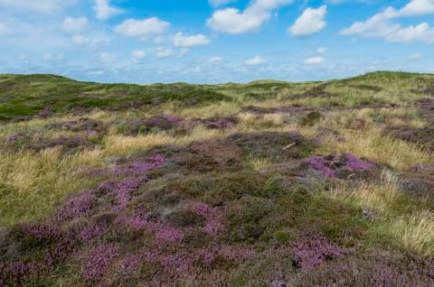 Dunes of texel Stock Photos