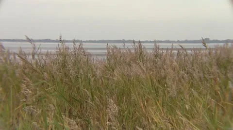 Dunes waving grass Video stock 12424807