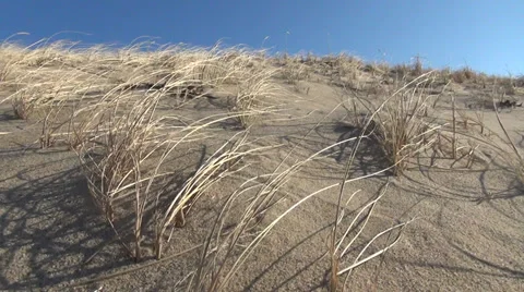 *dunesCUgrassfield Video stock 33910318