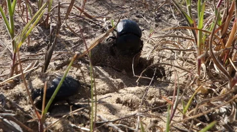 Dung beetle 50 fps Stock Footage 50336634