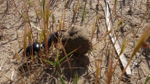 Dung beetle 50 fps Видео 50360727