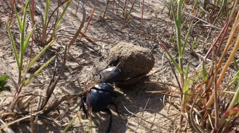 Dung beetle 50 fps Stock-Footage 50360899