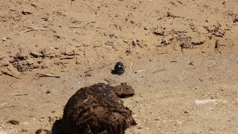 A dung beetle in the Addo Elephant Park South africa Stock Footage 132927581
