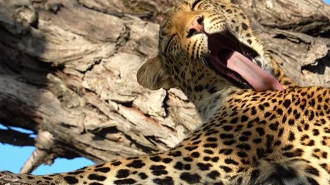 Dung Beetle Africa Elephant Poop Zimbabwe Vídeo Stock 314892595