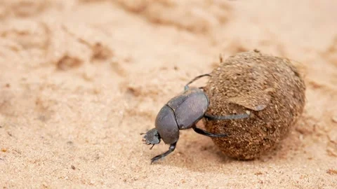 Dung Beetle Africa Elephant Poop Zimbabwe Vídeo Stock 314893725