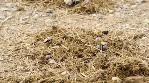 Dung beetle (Anachalcos convexus) group walking around in Elephant dung Vídeo Stock 311458835