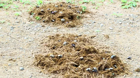 Dung beetle (Anachalcos convexus) group walking around in Elephant dung Stock-Footage 311459445