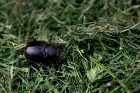 Dung Beetle - Black bug on grass Stock Photos