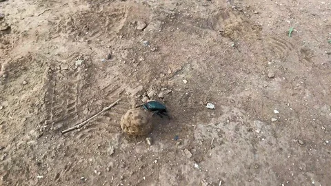 Dung beetle carrying it load on the ground tc01 Stock Footage 102222971